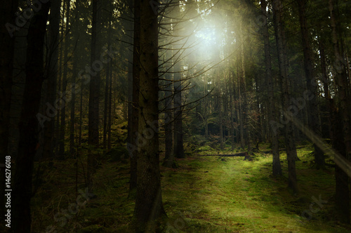 Forrest path with sun going down