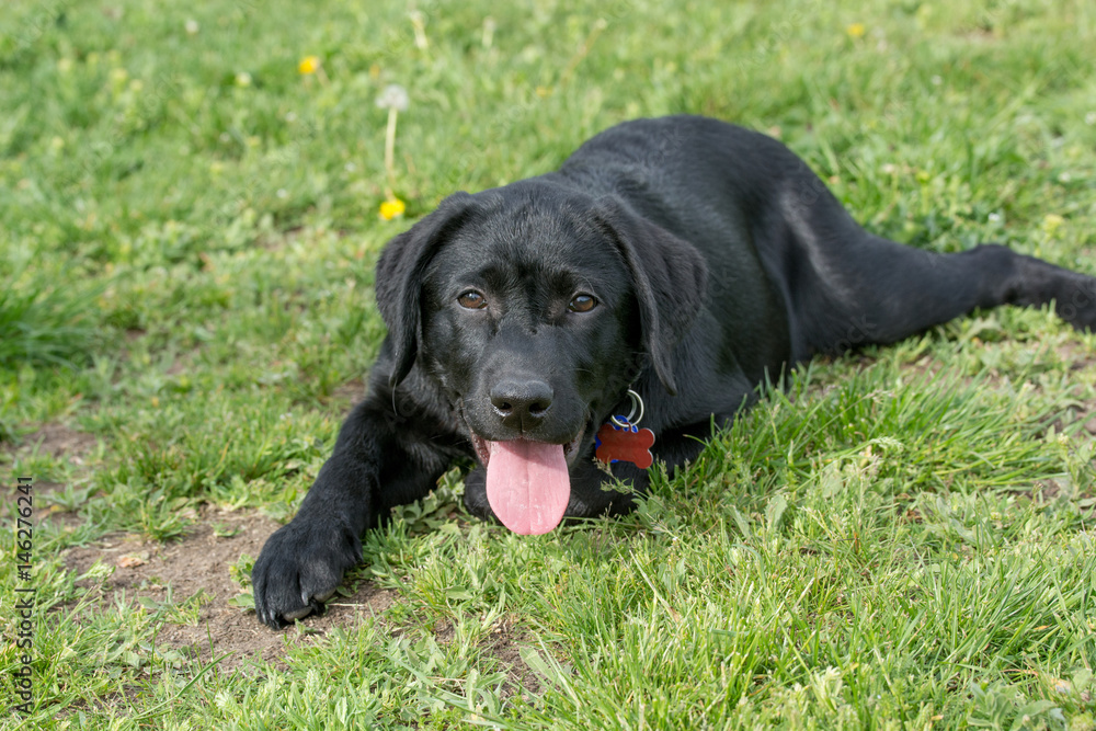 Adorable black puppy Labrador retriever