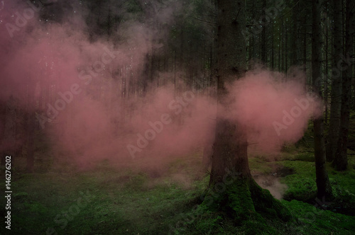 smokebomb in the dreamy forrest