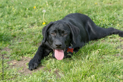 Adorable black puppy Labrador retriever