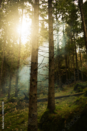 early morning forrest fog