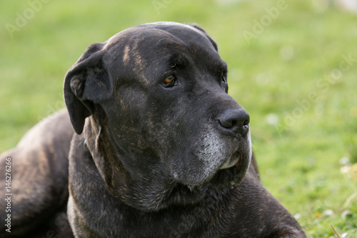 Cane Corso dog portrait in outdoors