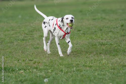 Wallpaper Mural Adorable black Dalmatian dog outdoors in summer Torontodigital.ca