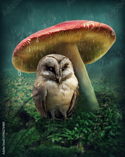 Little owl under mushroom