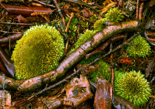 Photography Moss and Sticks