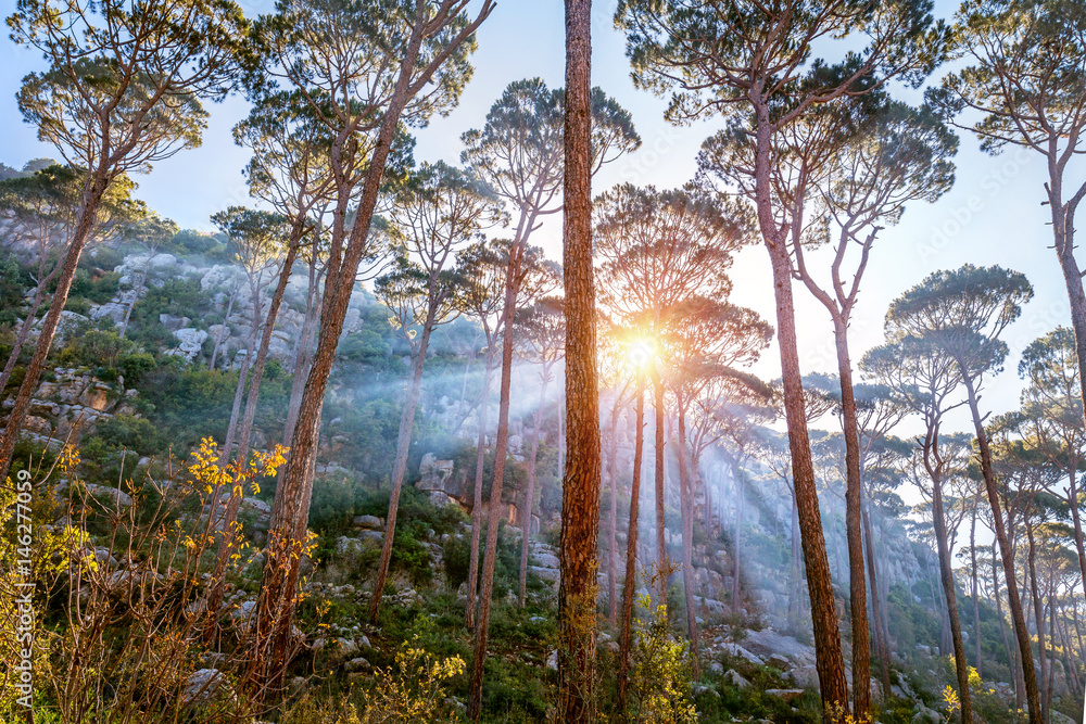 Obraz premium Beautiful forest landscape