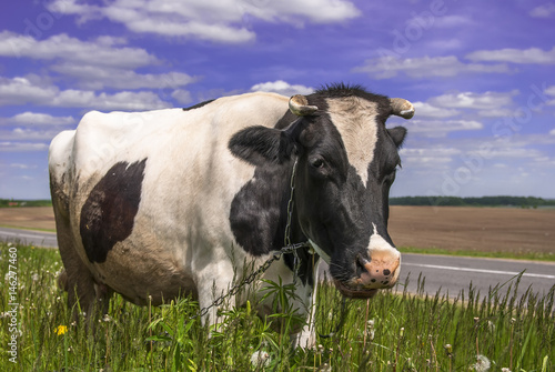 Portrait of a cow on grass and blue sky  