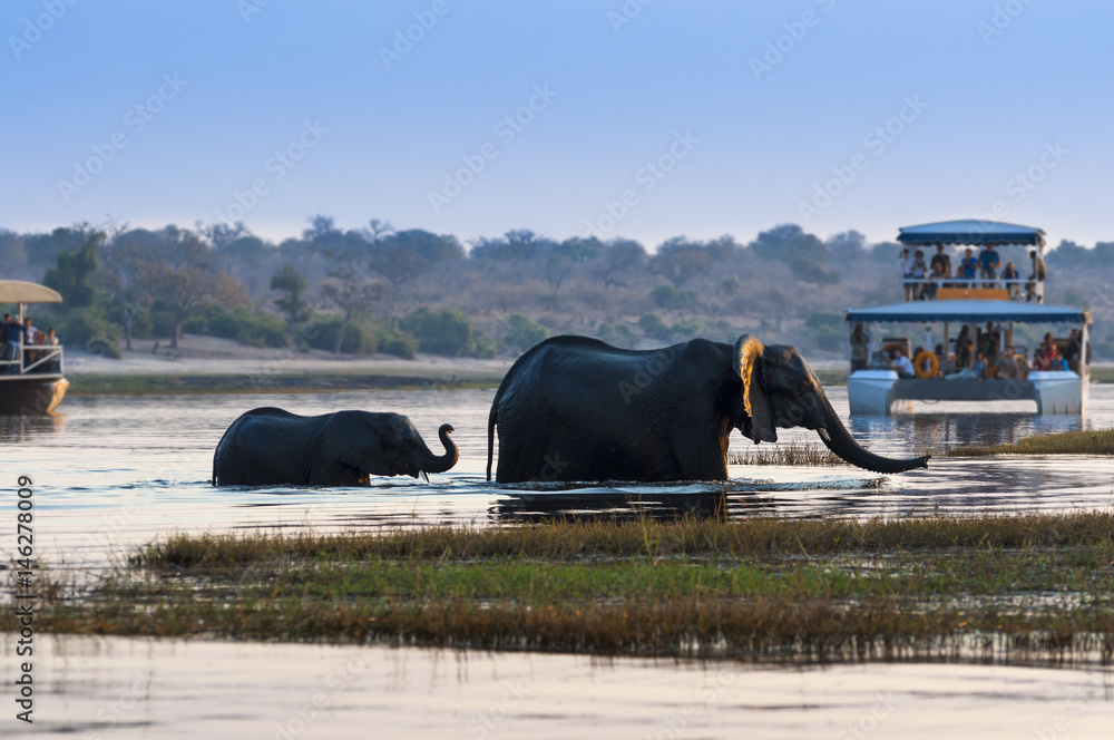 Fototapeta premium Female African Elephant and its cub crossing the Chobe River in the Chobe National Park with tourist boats on the background; Concept for travel in Botswana and Safari
