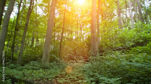 Wallpaper Mural Sunlight Bleeds Through The Forest Canopy with a rocky soil Torontodigital.ca