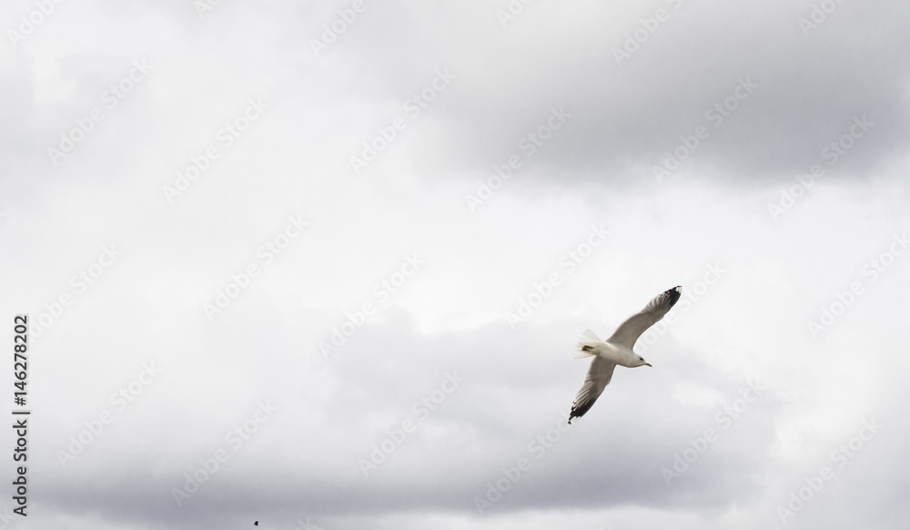 Obraz premium Seagull in flight
