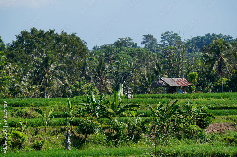 Rice field in Bali Rice field in Bali