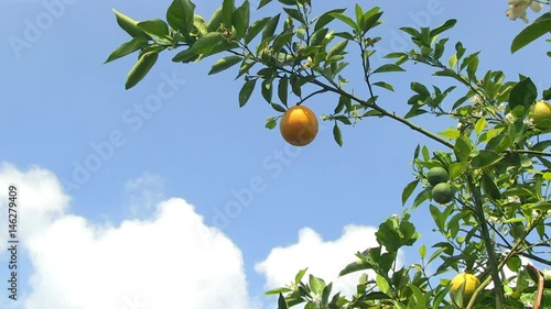 Serie of close shots of oranges in an orange grove in Central Florida, USA - 4
