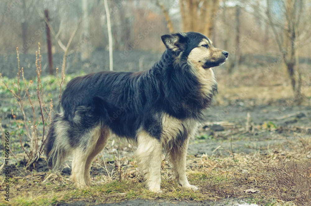 Fototapeta premium Big black dog is standing on earth and looking into the distance