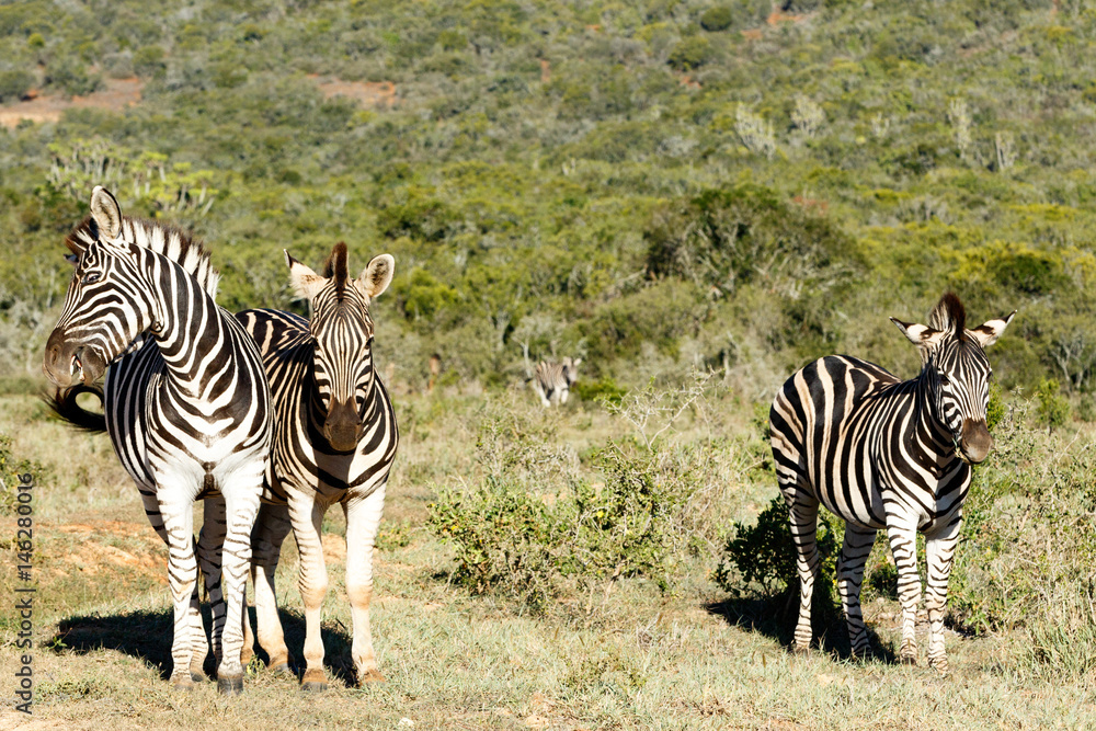 Obraz premium Zebra twisting his head and popping his eyes