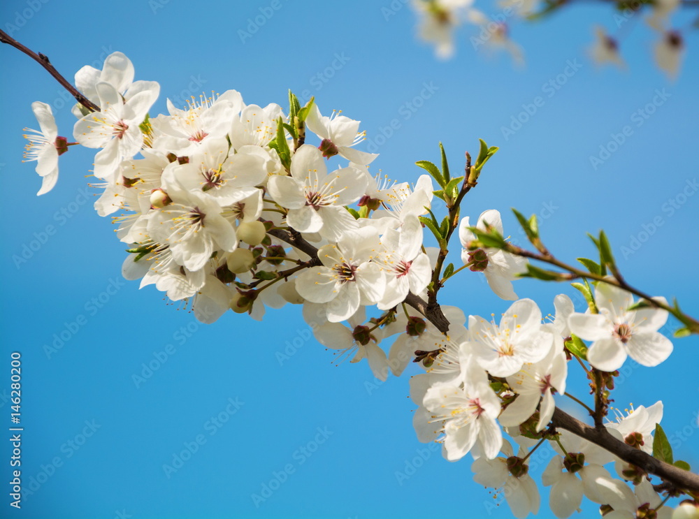 Spring white flowers of cherry tree Spring white flowers of cherry tree