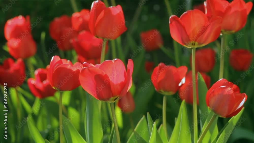 Field of red tulips, closeup of the buds sway in the wind Field of red tulips, closeup of the buds sway in the wind