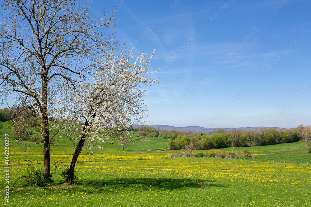 un arbre blanc fleuri en plein campagne un arbre blanc fleuri en plein campagne