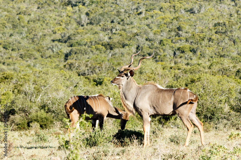 Male kudu standing tall over his female