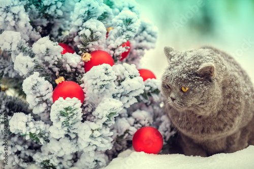 Fototapeta Naklejka Na Ścianę i Meble -  Blue British Shorthair cat sitting outdoor in snow near fir tree with Christmas decoration.