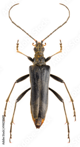 Long-horned beetle Stenocorus meridianus isolated on white background, dorsal view of black beetle © Anton