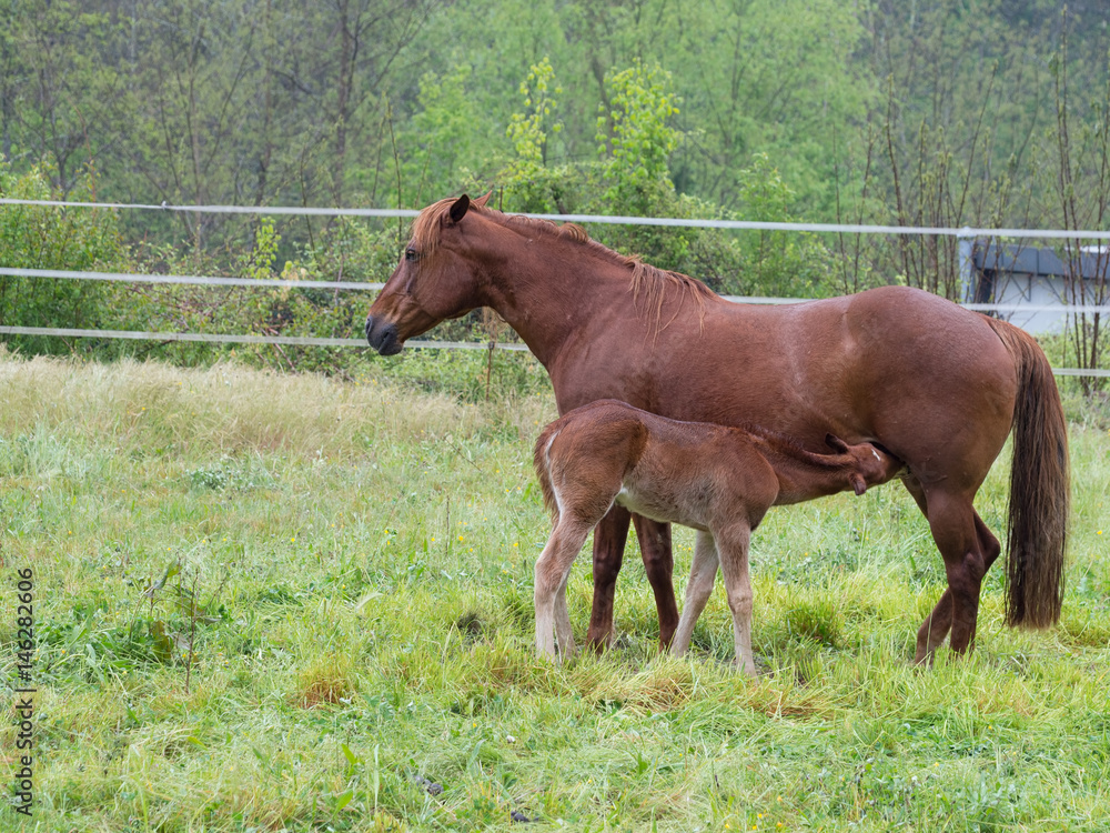Brown, chestnut mare suckles foal in field. Brown, chestnut mare suckles foal in field.