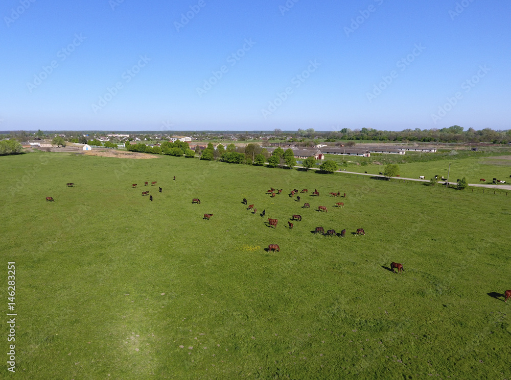 Fototapeta premium Grazing horses on the field. Shooting horses from quadrocopter. Pasture for horses.