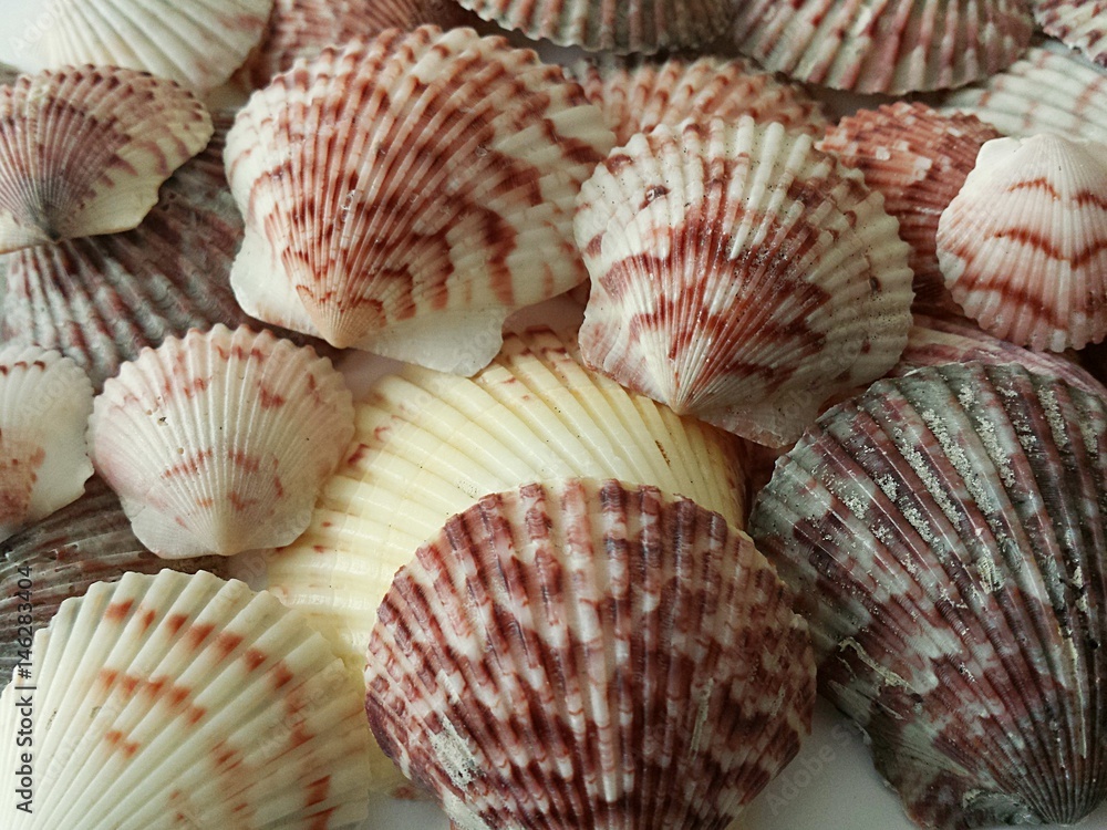 Beautiful pink seashells background