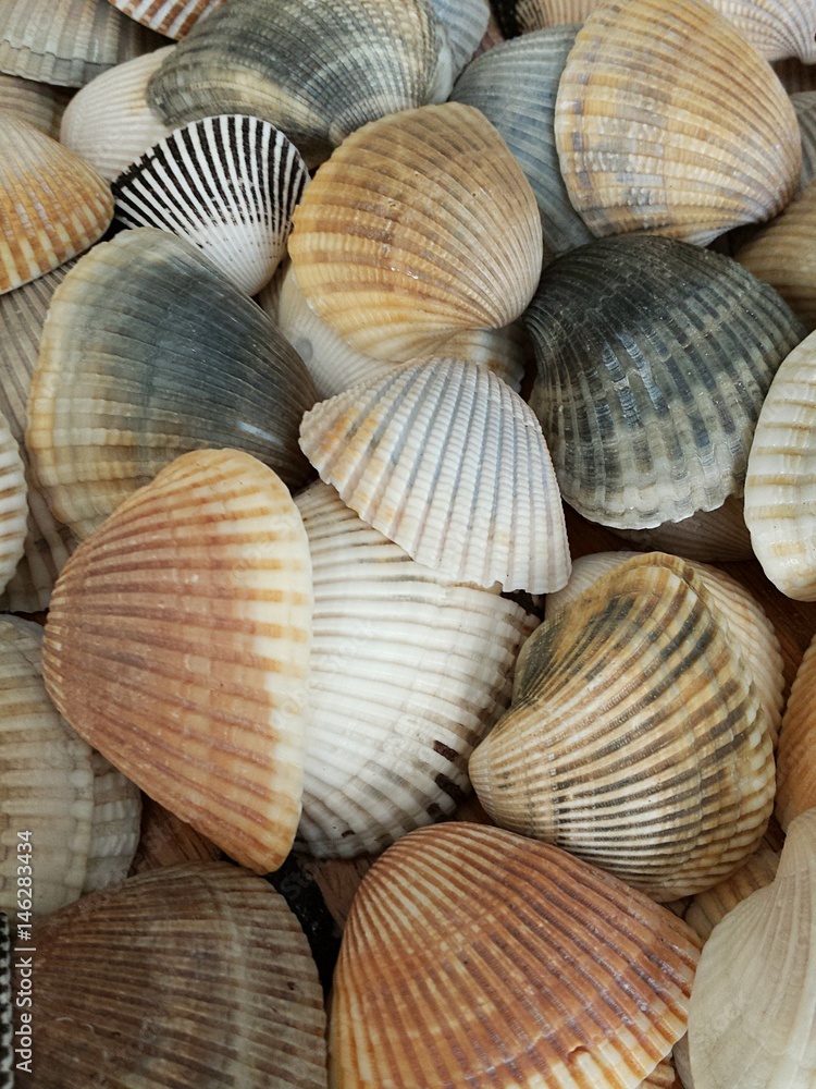 Seachells background, closeup Seachells background, closeup