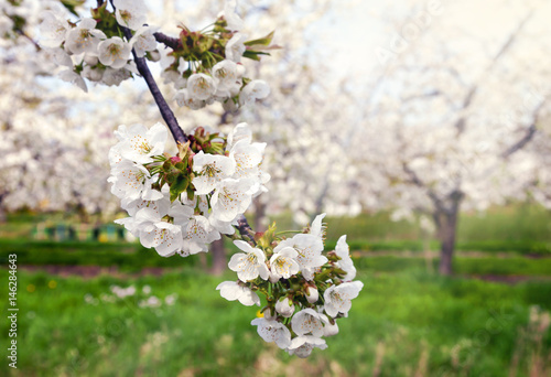 Kirschblüte im Alten Land bei Jork in der Elbmarsch