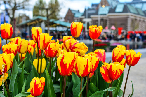 Colored tulips in Amsterdam  Netherlands