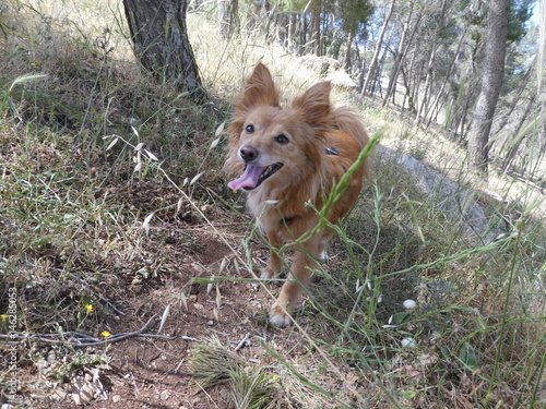 dog animal nature grass  run