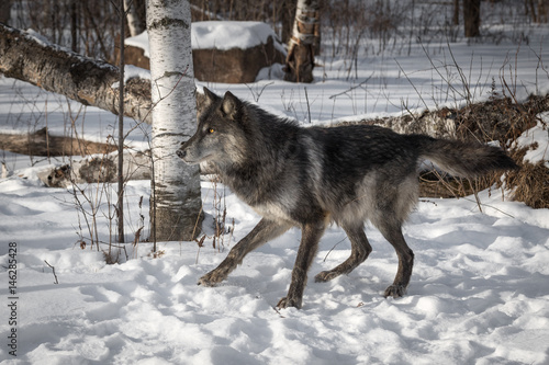 Black Phase Grey Wolf  Canis lupus  Moves to Left