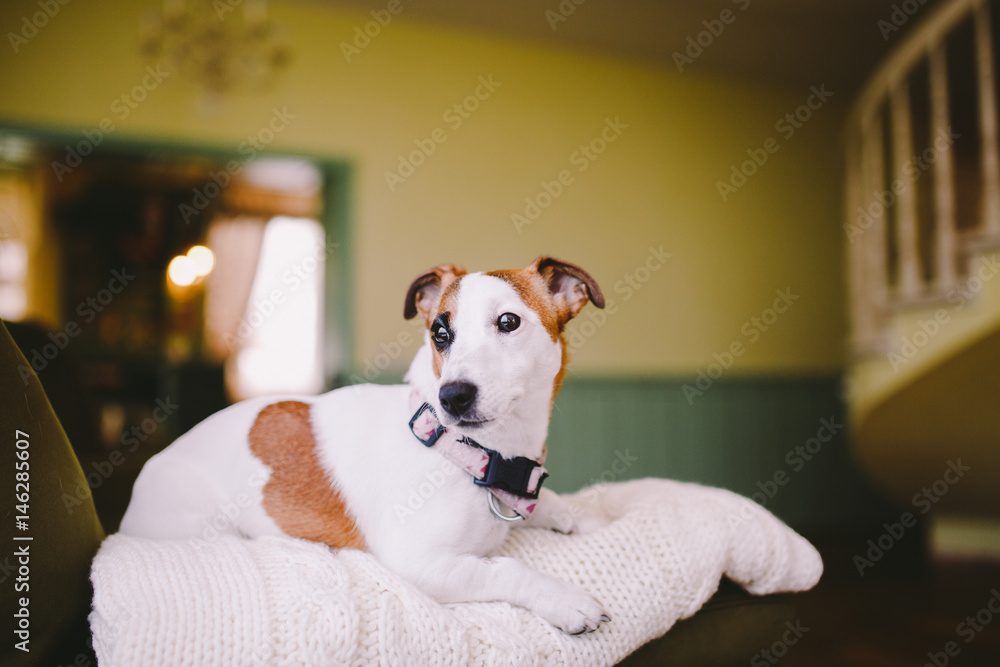 small dog breed Jack Russell Terrier with black eye in the house