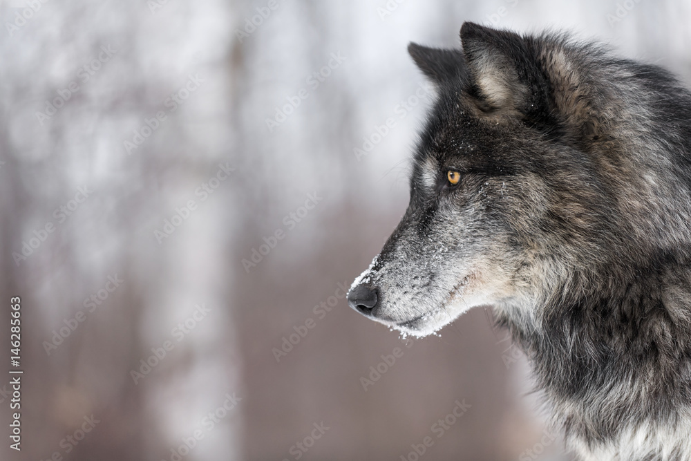 Grey Wolf Side Profile