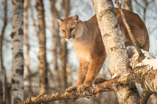 Adult Female Cougar (Puma concolor) Looks Down from Birch Branches