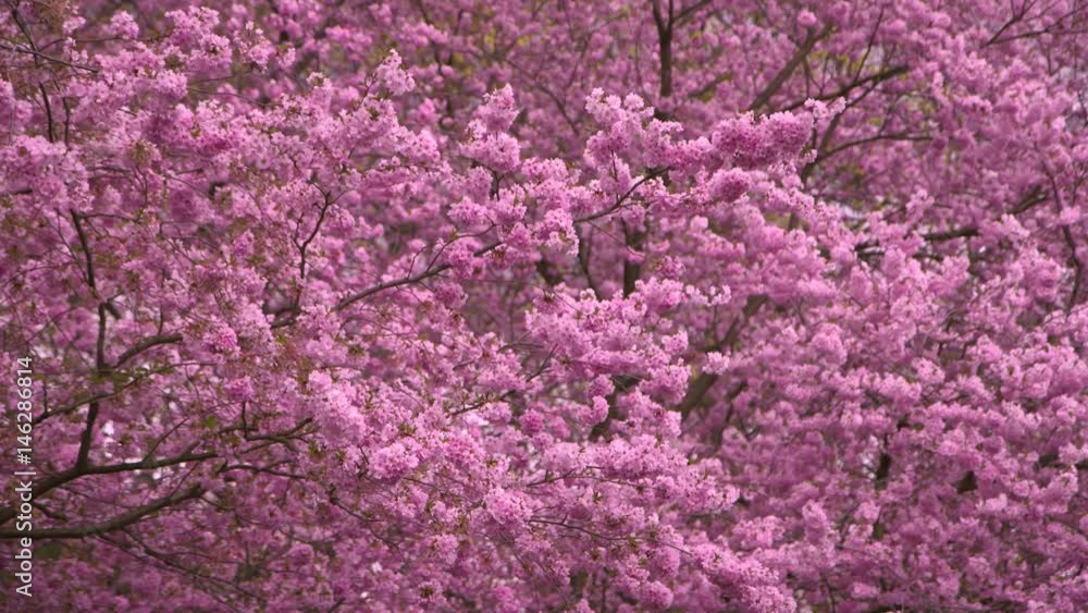 Japanese garden views with blossoming pink flowers, pond, cherry trees, 4K - 1