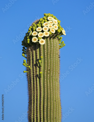 Saguaro National Park in Arizona
