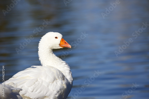 Charming white goose with water background