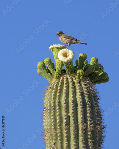 Saguaro National Park in Arizona