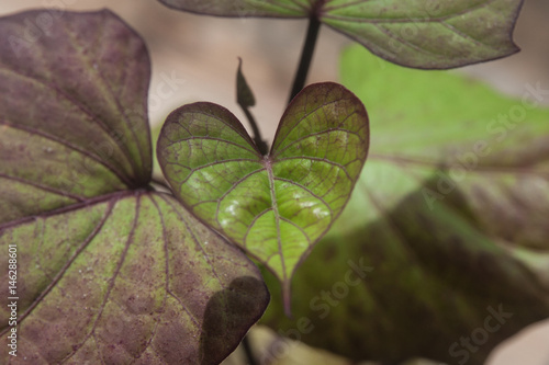 Heart shaped leaf