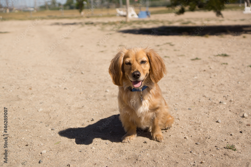 Golden mix puppy at the dog park Golden mix puppy at the dog park