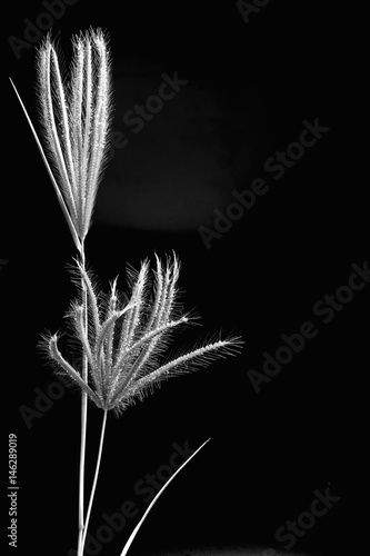 Flower of Swallen Finger grass in black background photo