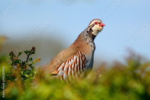 Konstfotografi Red-legged Partridge, Alectoris rufa or French Partridge in spring against blue