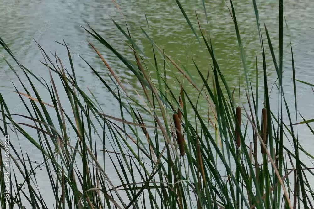 Calm pond at the summer time, ducks in the water, cat tails, trees around Calm pond at the summer time, ducks in the water, cat tails, trees around