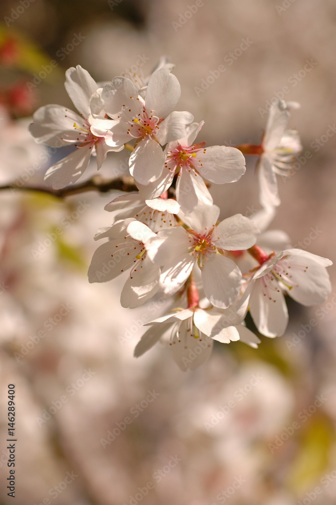 Cherry blossoms on a bright and sunny spring day Cherry blossoms on a bright and sunny spring day