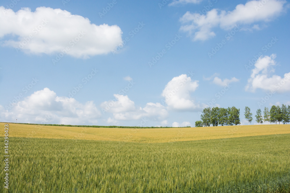 Obraz premium ムギ畑と青空