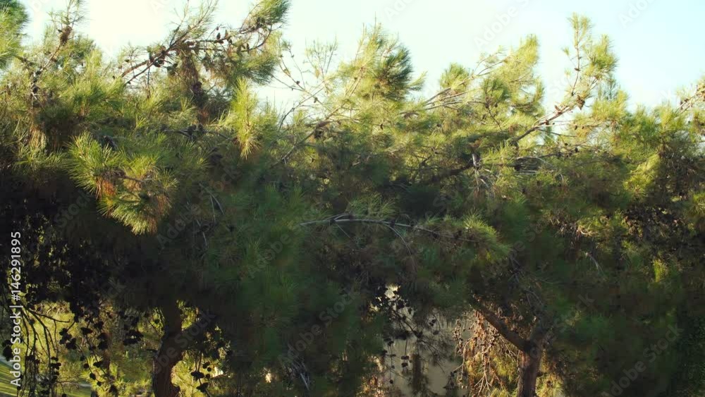 Pine branches with cones swaying in summer day Pine branches with cones swaying in summer day