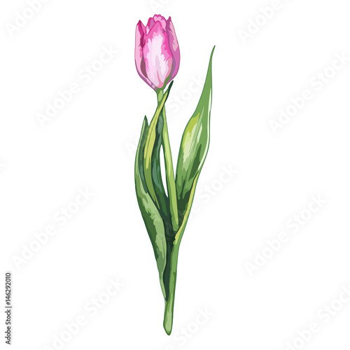 Watercolor pink tulip spring flower nature isolated vector