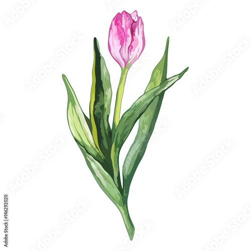 Watercolor pink tulip spring flower nature isolated vector