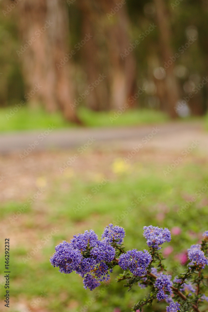 Obraz premium Violet wildflowers beside the woodsy hiking trail